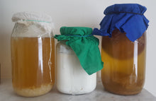 Load image into Gallery viewer, Fermented Drink Workshop (Kombucha, Kefir, Wild Soda)
