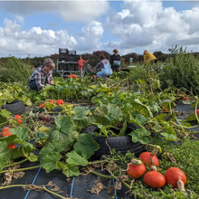 Load image into Gallery viewer, Methods of Fermenting Vegetables (Kimchi, Sauerkraut, Brine Pickles) at Goonown Growers, St Agnes
