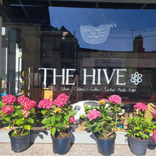 Load image into Gallery viewer, Methods of Fermenting Vegetables (Kimchi, Sauerkraut, Brine Pickles) at The Hive, Liskeard
