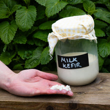 Load image into Gallery viewer, A glass jar filled with white milk kefir, covered with a yellow-and-white checkered cloth and labeled 'MILK KEFIR' on a black sign, sits on a wooden surface with a hand holding a small clump of the kefir in the foreground. Lush green leaves fill the background.
